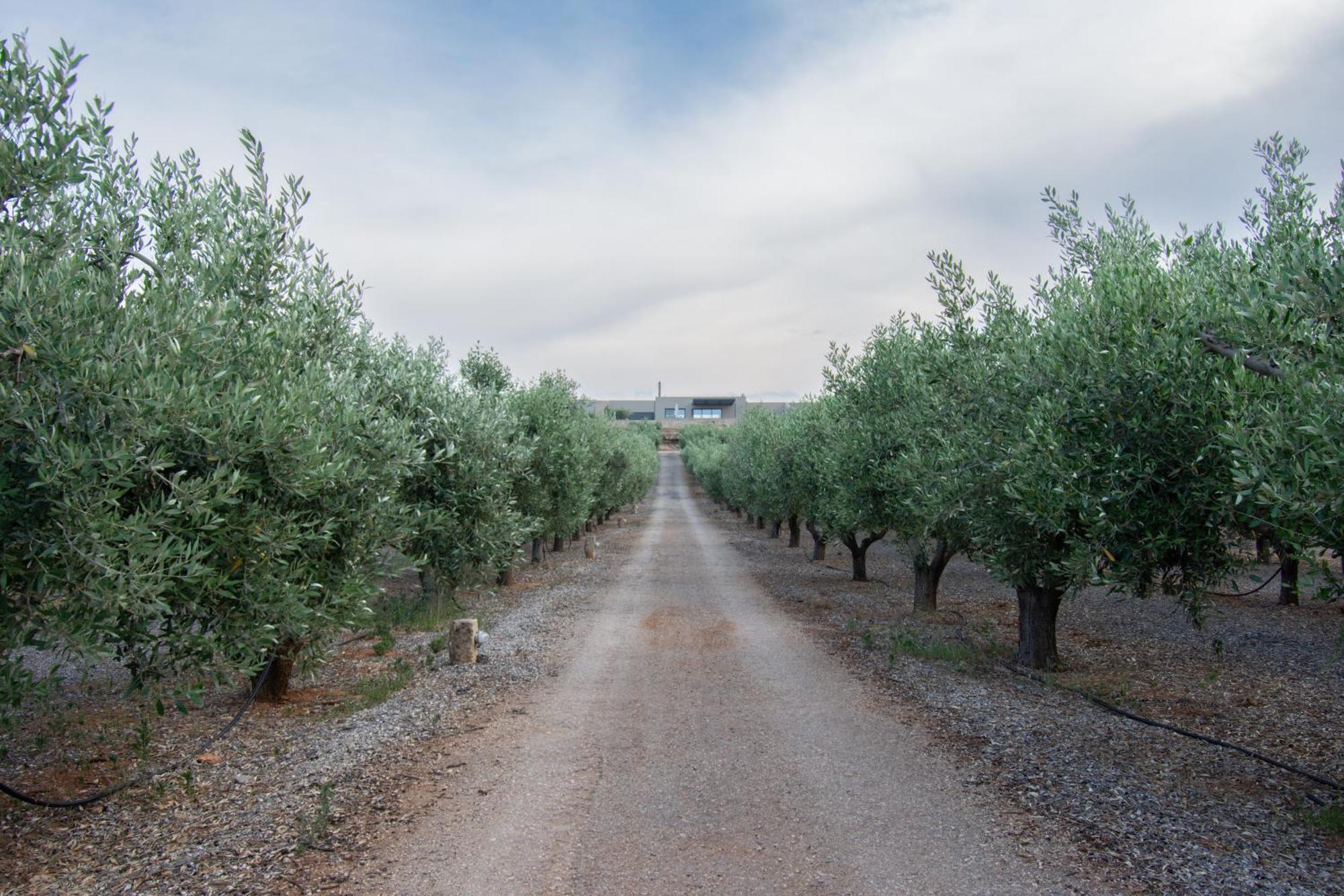 The Olive Hill Villa Ássos Екстериор снимка